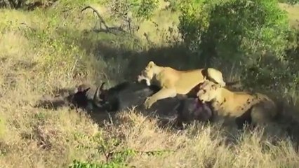 L'issue improbable d'un combat entre un buffle et deux lionnes