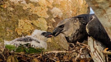 Des spécimens rarissimes de harpie féroce filmés en pleine forêt amazonienne