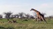 Une girafe protège son petit contre une bande de lionnes