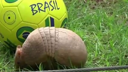 La Coupe du Monde de football peut-elle sauver le tatou à trois bandes ?