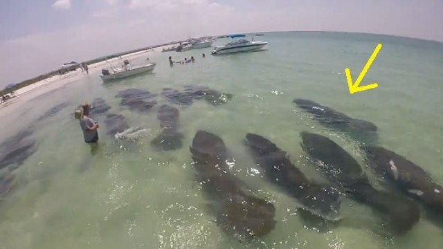 Un groupe de lamantins fait irruption près d'une plage de Floride