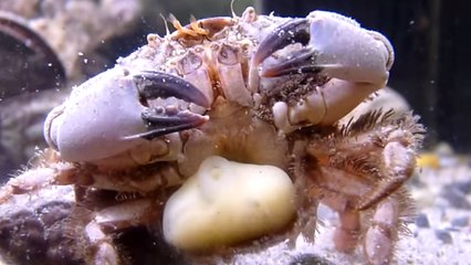 Des crabes réduits en esclavage par de redoutables parasites