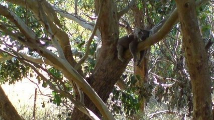 Pourquoi les koalas se blottissent-ils contre les arbres ? Mystère résolu