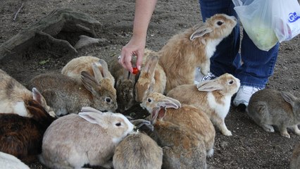 Rabbit Island, une ancienne île secrète qui abrite des habitants un peu particuliers
