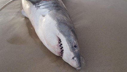 Un requin blanc mort étouffé par un lion de mer ?