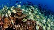 Les Etats-Unis et les îles Kiribati s'engagent pour la protection des réserves marines