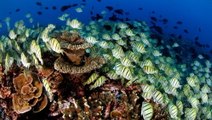 Les Etats-Unis et les îles Kiribati s'engagent pour la protection des réserves marines