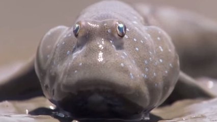 Ce drôle de poisson est capable de vivre sur terre