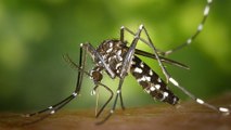 Chikungunya : symptômes, risques, traitement, tout savoir sur la maladie