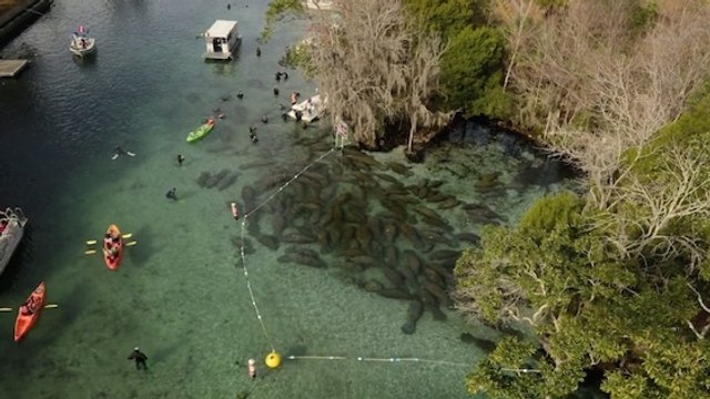 Quand les touristes menaçent les lamantins de Floride