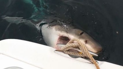Un requin blanc dérobe les appâts d'un groupe de pêcheurs
