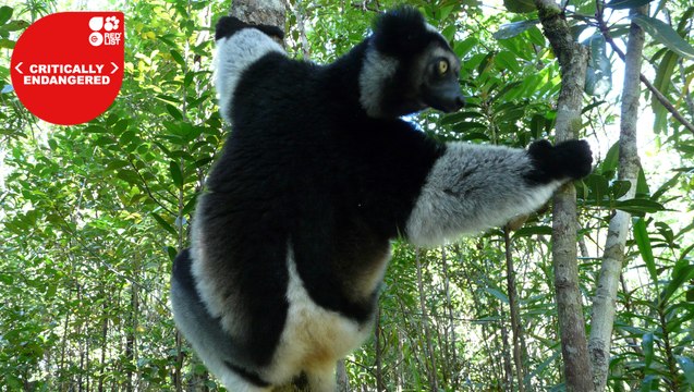94% des lémuriens sont menacés d'extinction