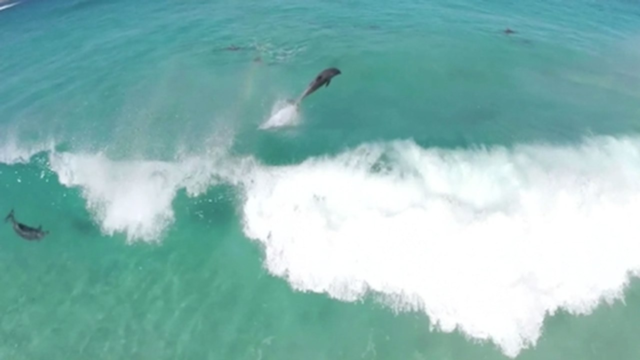 Des dauphins surfeurs filmés par un drone en Australie