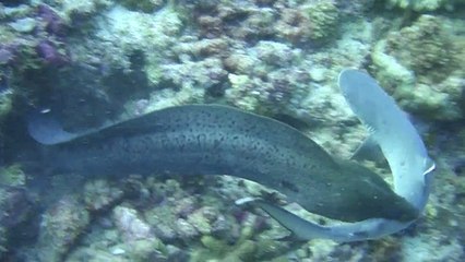 Une murène tente d'engloutir un bébé requin vivant