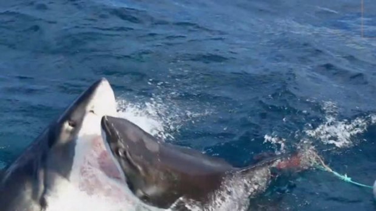 Bei Bootsausflug: Weißer Hai greift an