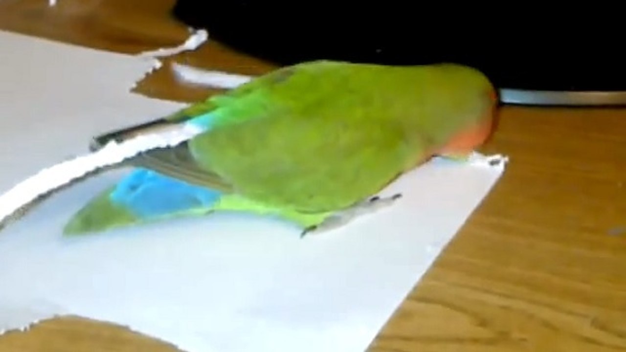 Un inséparable déchire du papier pour l'accrocher à sa queue