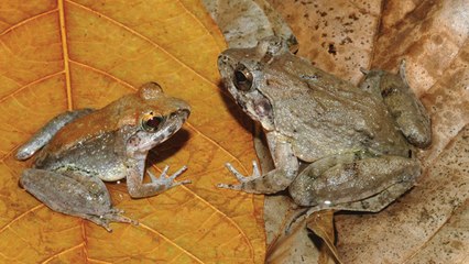 L'étonnante grenouille qui accouche directement de têtards