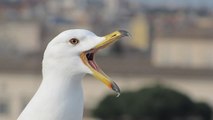 Comment les oiseaux ont-ils perdu leurs dents ?