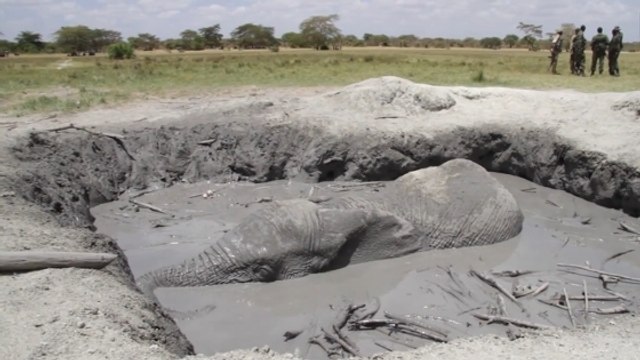 L'impressionnant sauvetage d'un éléphant coincé dans une fosse remplie de boue