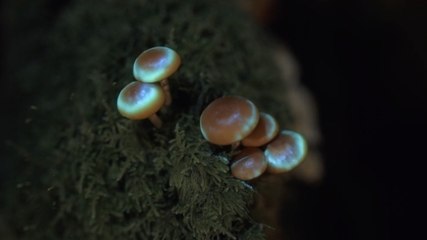 Cette forêt offre un splendide spectacle bioluminescent