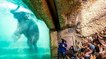 Un aquarium pour éléphant à ouvert ses portes en Suisse