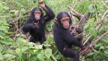 Des chercheurs décodent le langage des signes des chimpanzés