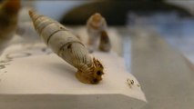 Une larve de coléoptère qui tue les escargots pour voler leur coquille