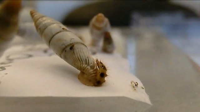 Une larve de coléoptère qui tue les escargots pour voler leur coquille