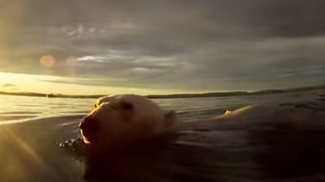 Des ours polaires nagent sur des kilomètres pour rejoindre la banquise