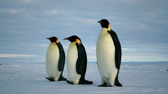 Manchots empereurs : le futur des colonies menacé par le changement climatique