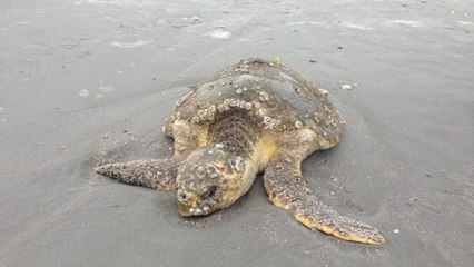 Une tortue sauvée de la cécité retrouve sa liberté aux Etats-Unis