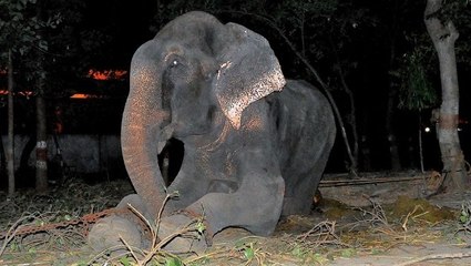 La touchante réaction d'un éléphant libéré après 50 ans de maltraitance