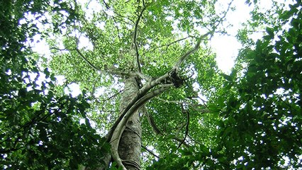 Un arbre à noix aux pouvoirs exceptionnels