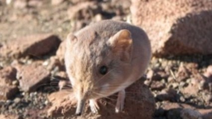 Une nouvelle espèce de musaraigne-éléphant découverte en Namibie