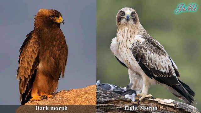 Đại Bàng Thảo Nguyên - Ác Mộng Của Các Loài Chim Nhỏ