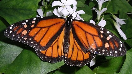 L'extraordinaire migration des papillons monarques