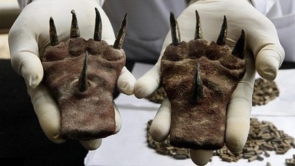 D'étonnantes griffes en métal découvertes au Pérou