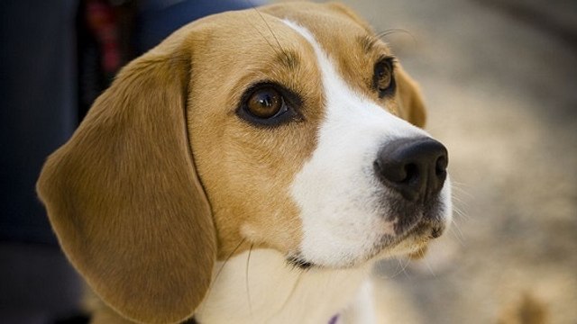 Pourquoi les chiens et autres mammifères domestiques ont-ils souvent les oreilles molles ?