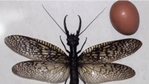 Le plus gros insecte aquatique au monde découvert en Chine