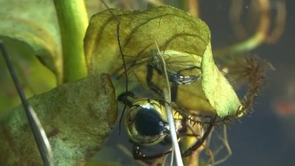 Pour survivre sous l’eau, cette araignée se fabrique... une cloche de plongée