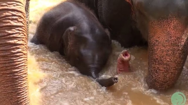 Des éléphants aident leur petit à traverser une rivière