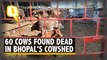 Bhopal Cowshed | Bhopal's Govt-Aided Cowsheds Under Scanner After Pile of Cow Carcasses Stirs Row