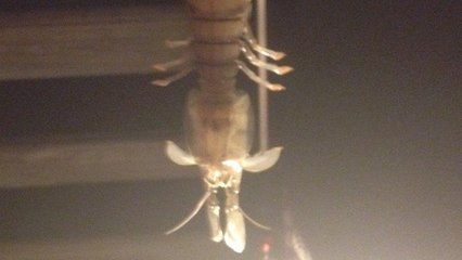 Une étrange "crevette géante" pêchée en Floride enfin identifiée ?