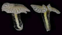 Une étrange créature marine en forme de champignon qui intrigue les scientifiques