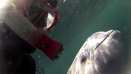 Un plongeur fait une rencontre exceptionnelle avec un béluga