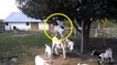 Une chèvre monte sur un âne pour... attraper des fruits