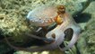 Les pieuvres, des créatures marines qui peuvent aussi être cannibales