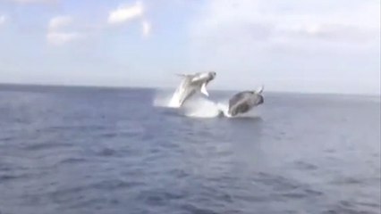 Un extraordinaire double saut de baleines