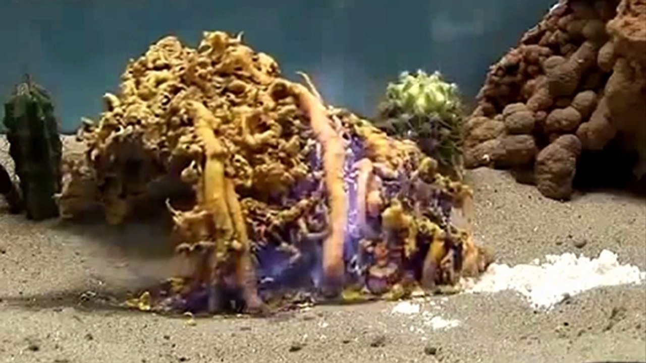 Le serpent du Pharaon, une expérience étonnante