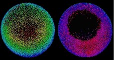 Le développement d'embryons animaux suivi cellule par cellule